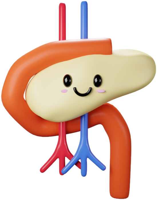 Illustration of a pancreas